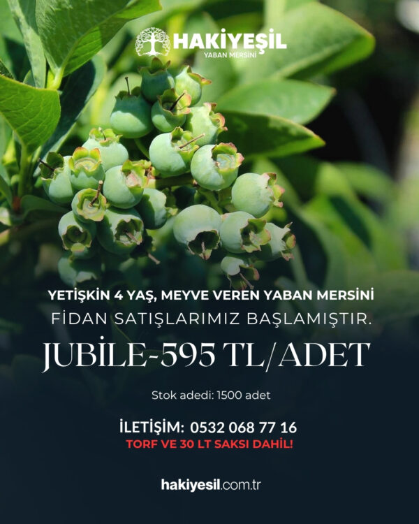 Yaban Mersini Fidanı Jubile