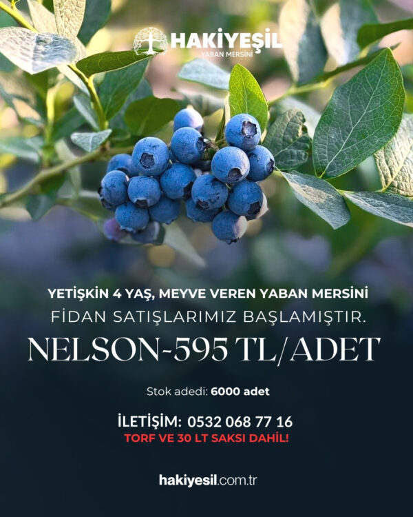 Yaban Mersini Fidanı Nelson