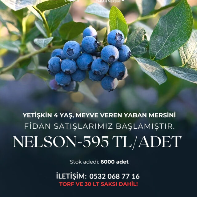 Yaban Mersini Fidanı Nelson